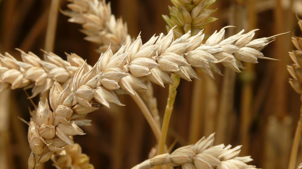Пшеница беотийская