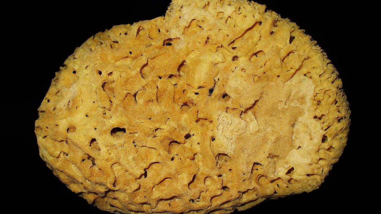 Туалетную губку превратили в катализатор - Индикатор