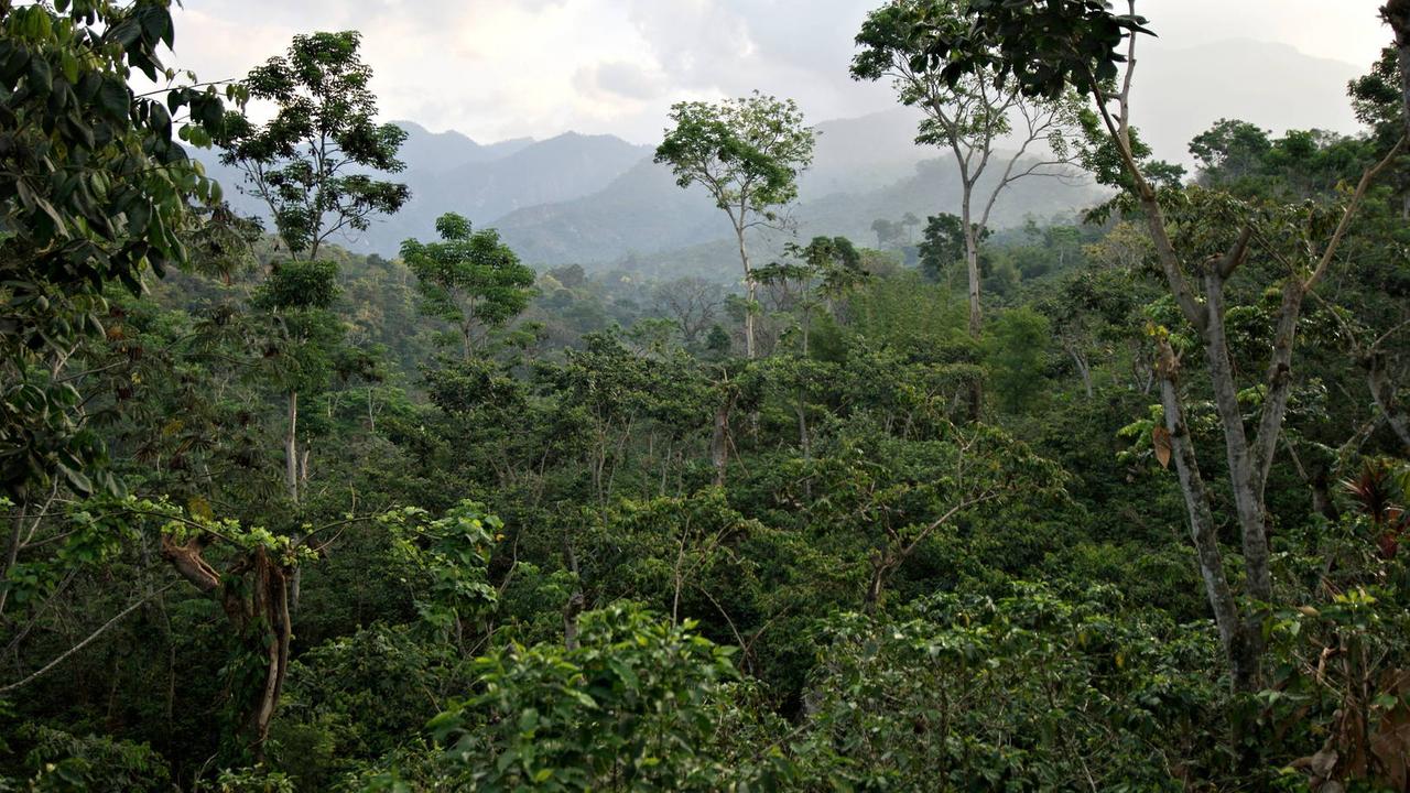 Влажные леса Мексики,