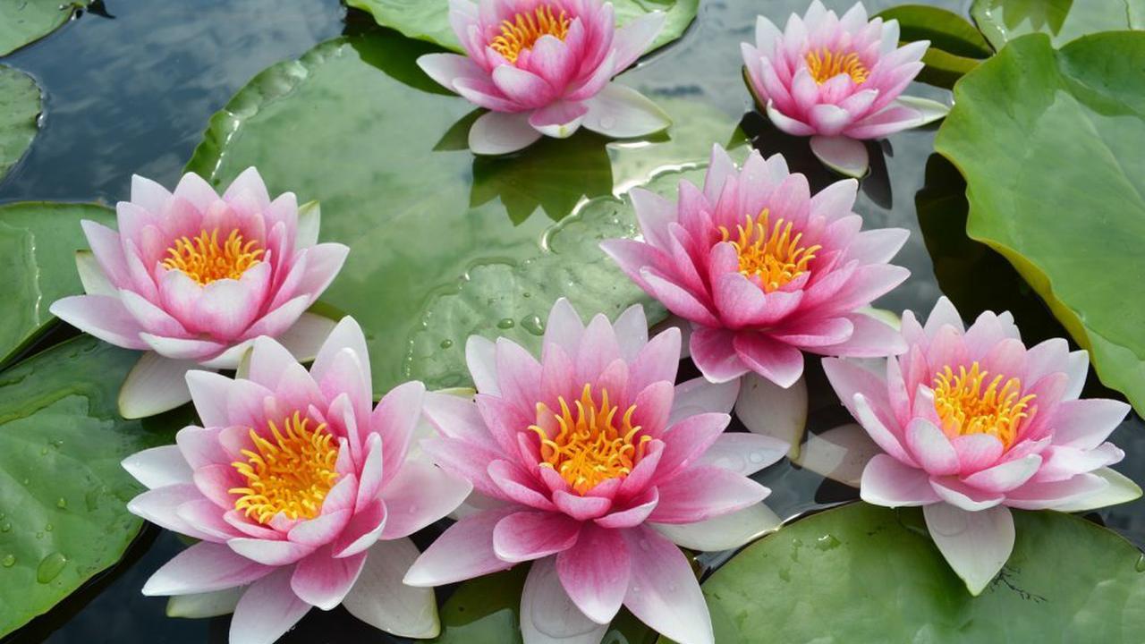 Прекрасный водный многолетник — Водяная Лилия (Аква): посадка и уход, фото цветка