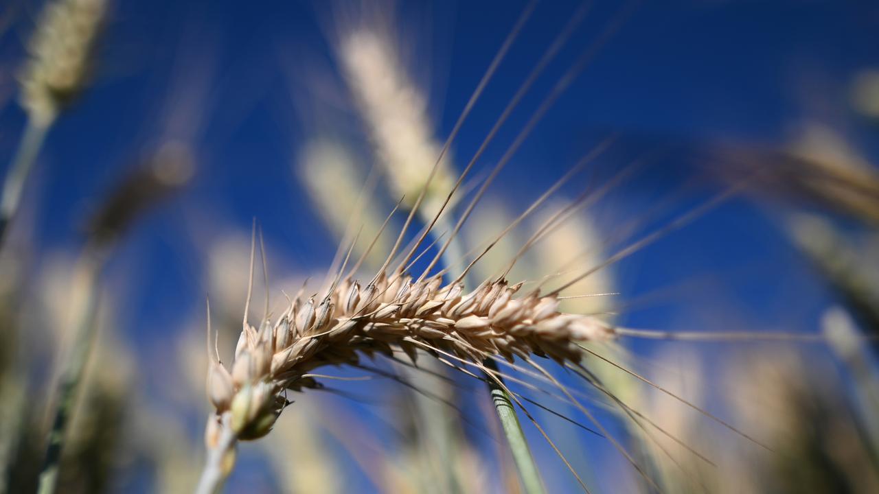Найден способ ускорить селекцию ржи - Индикатор