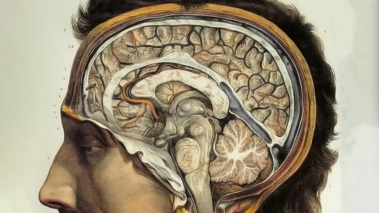 Мозг человека арт5