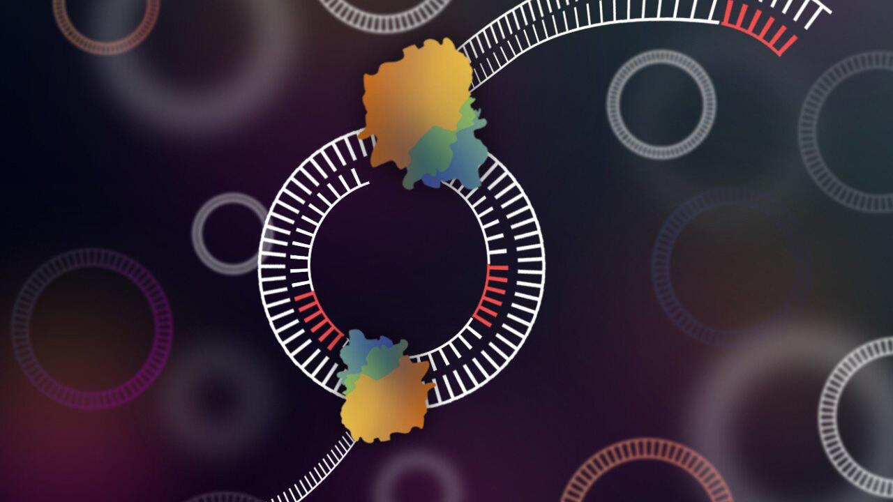 Ученые создали инструмент для секвенирования круговой ДНК - Индикатор