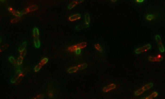 гибель бактерий. злой микроб. смерть бактерии. мертвые бактерии. бактерии и вирусы убегают.