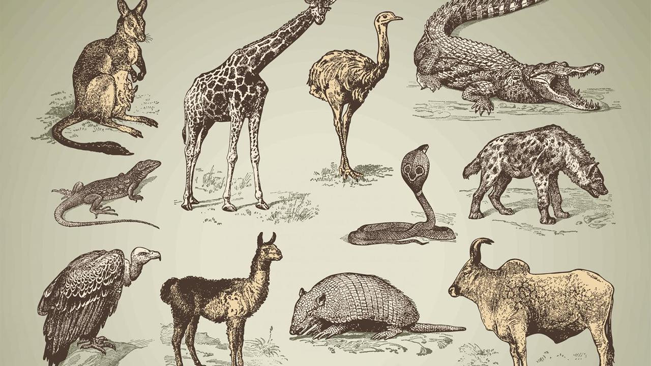 Крылья, ноги… Главное — хвост - Индикатор