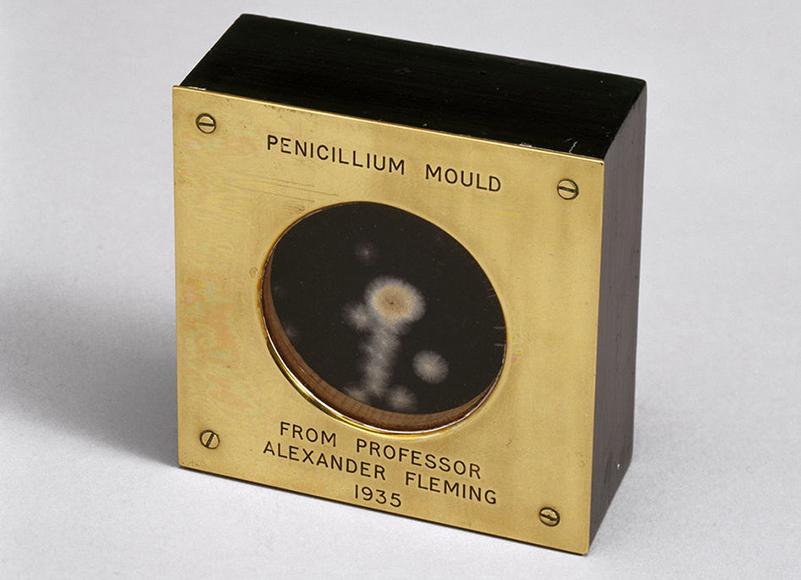 Плесневелый грибок, содержащий пенициллин
