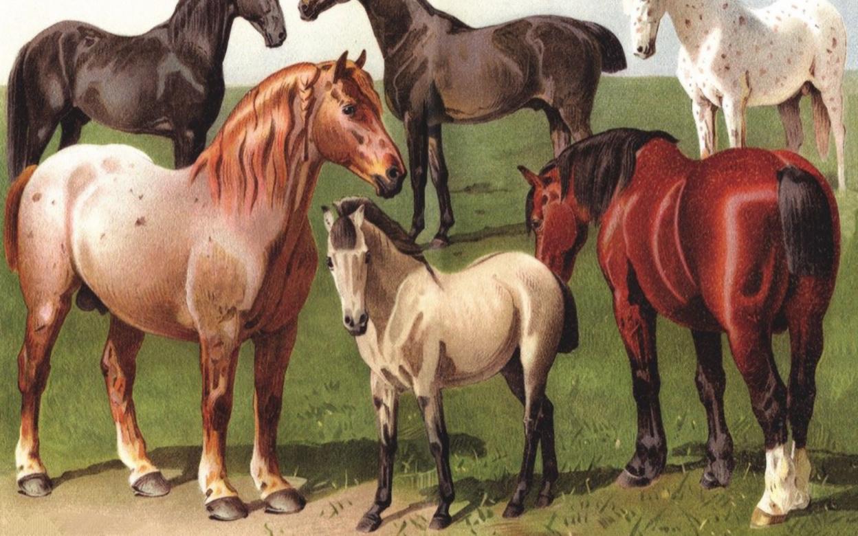 Селекция порода животных. Разные лошади. Породы лошадей. Селекция в коневодстве. Селекция коней.
