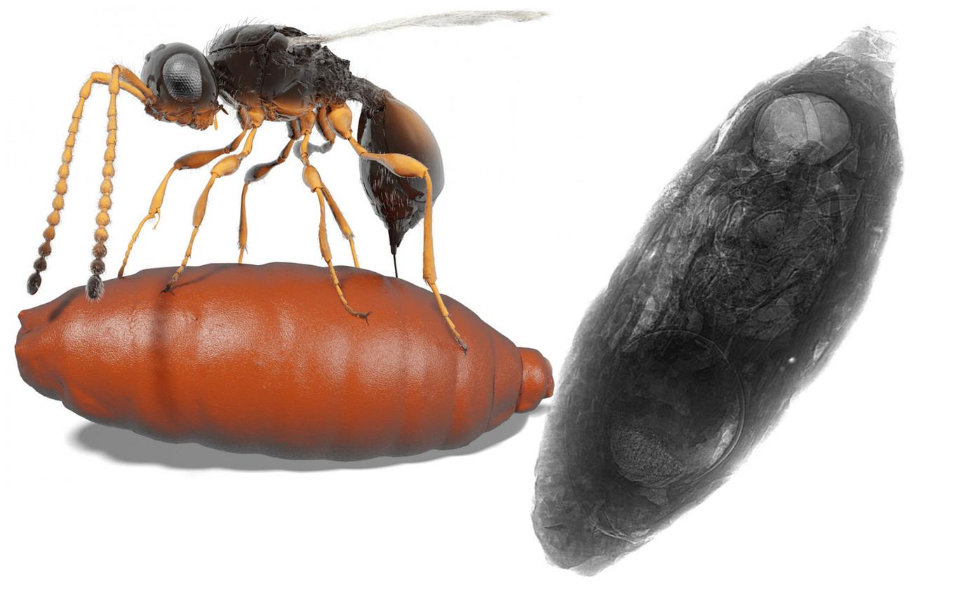 Преимущества использования черных ос для борьбы с вредителями