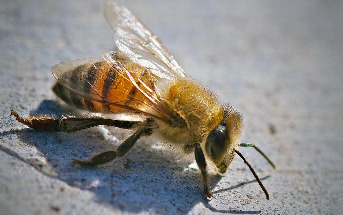 Стоковые фотографии по запросу Пчелы