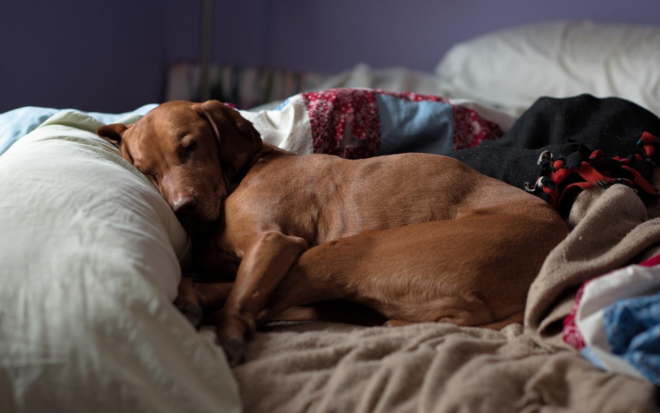 Как собака в спальне помогает вам улучшить сон