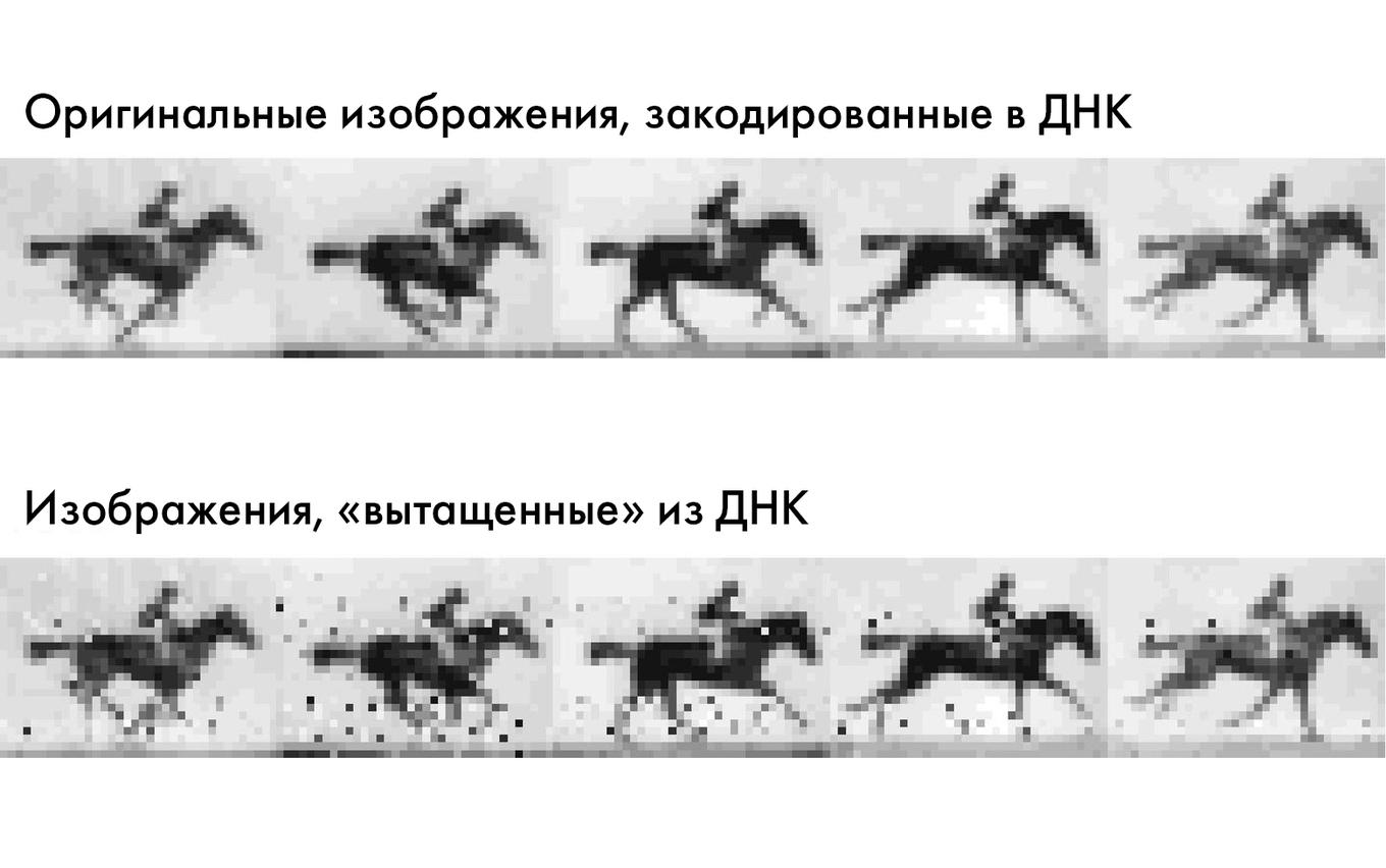 Картинки и видео записали в ДНК живых существ - Индикатор