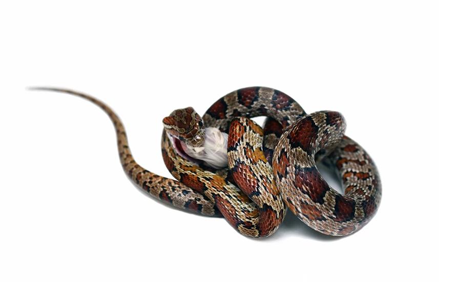 Изделия из змеиной кожи змей: питона, кобры, гадюки и др.