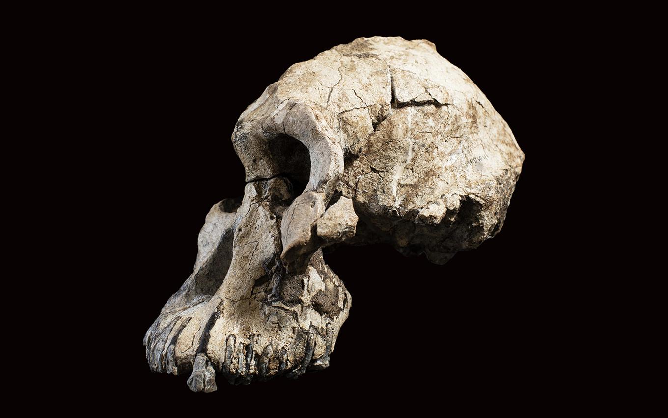 2 6 миллиона лет назад. Австралопитек анаменсис. Анамского австралопитека (. Австралопитек находка черепа. Австралопитек находки останков.