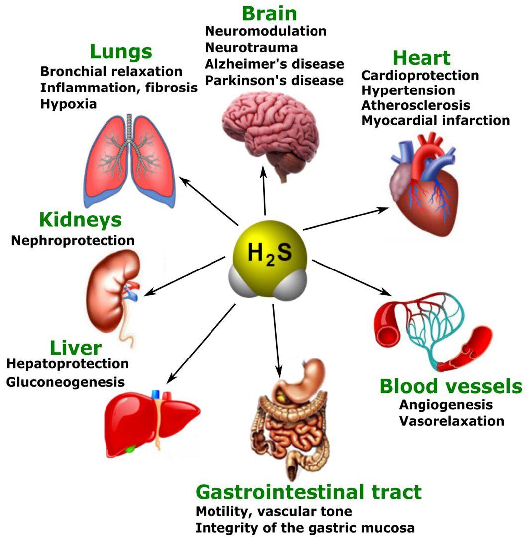Сероводород поможет лечить черепно-мозговую травму, когнитивные нарушения,  эпилепсию и болезнь Альцгеймера - Индикатор