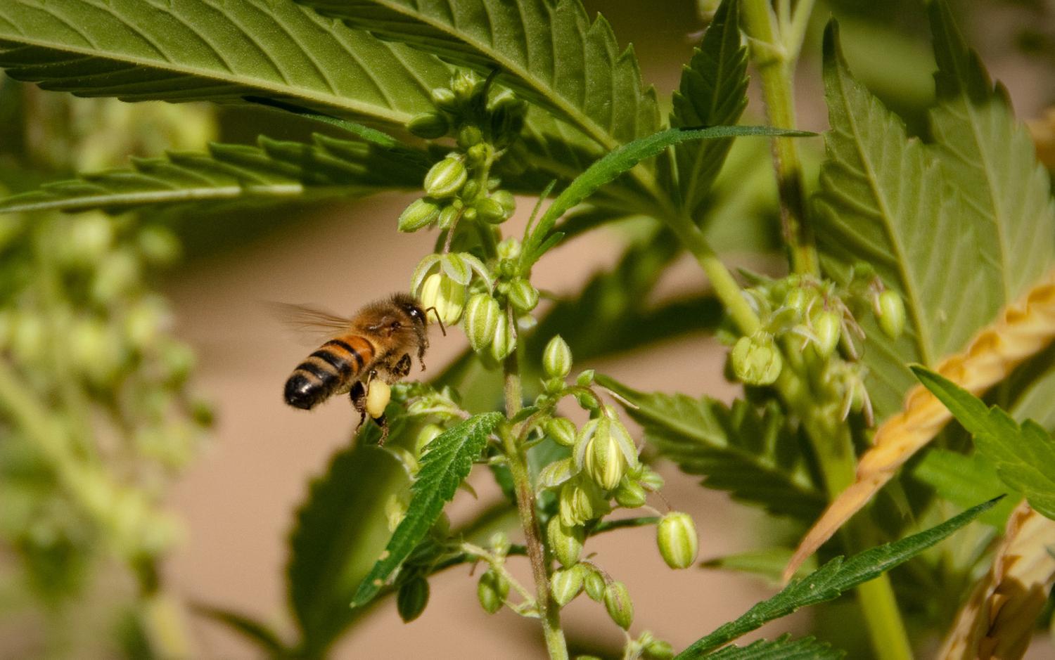 опыляют пчелы коноплю