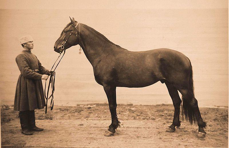 Лошадь И Человек Фото