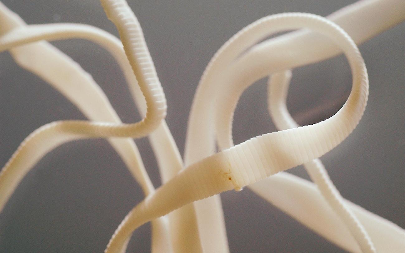 Чем Нас Лечат: Декарис. Изгнать Паразитов Без Смс И Рецепта.