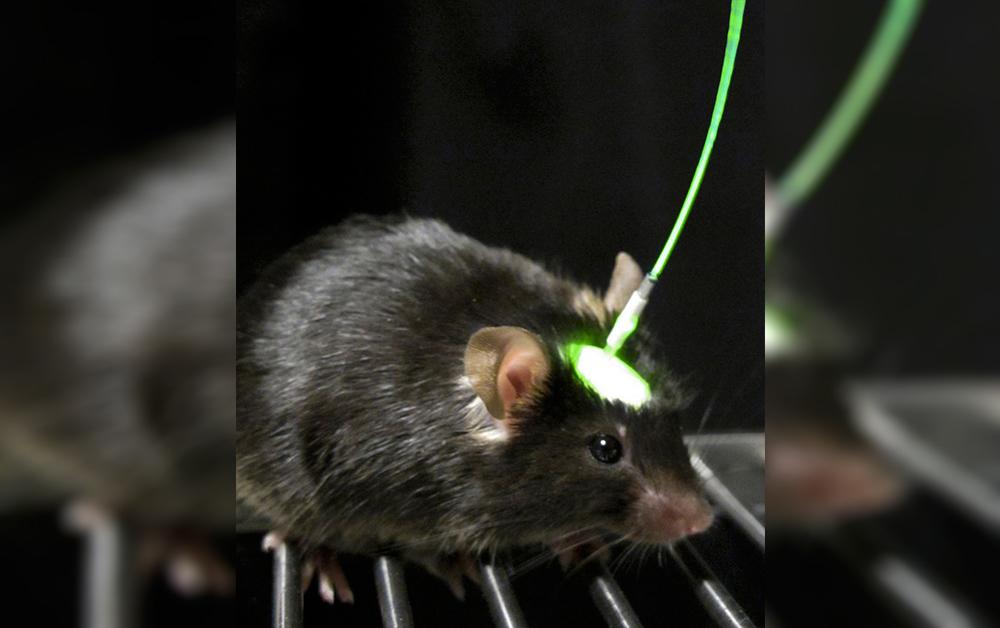 Инопланетяне в космосе. Мышь превратилась в минерал. Человек получил мышь которая управляет реальным миром. Человек получил мышь которая управляет реальным миром. Власть человека над природой.