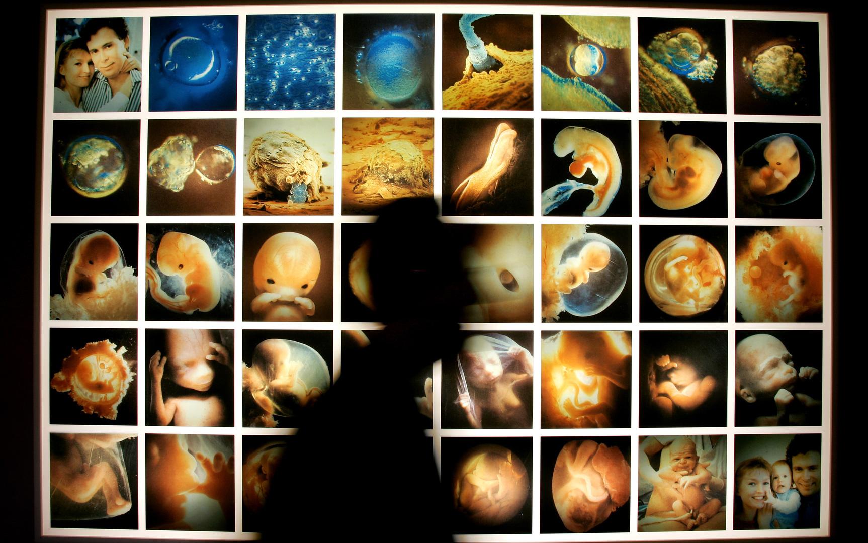 Эмбрион человека по дням