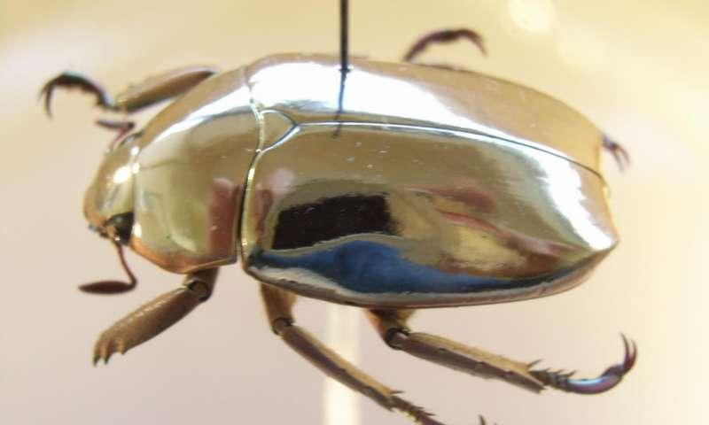 Физики объяснили, почему жуки-скарабеи выглядят золотыми - Индикатор