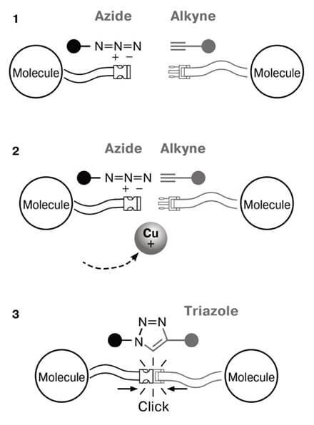 Клик-химия как застежка