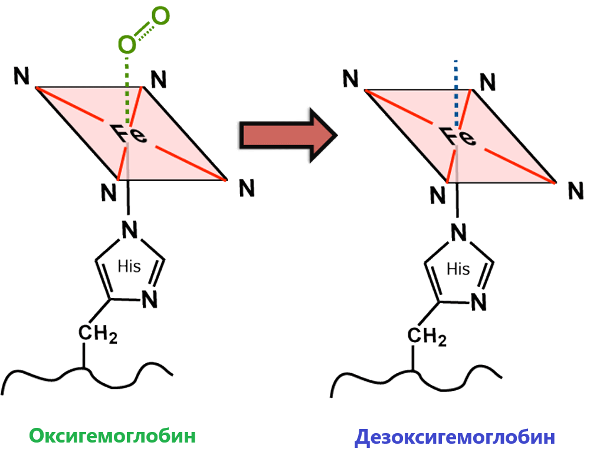 Оксигемоглобин и дезоксигемоглобин.