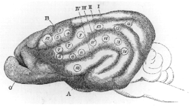 Карта локализации функций в мозге собаки из работы Дэвида Ферриера «Функции мозга» (1876). Иллюстрации выполнены художником Эрнестом А. Уотерлоу: он был братом Констанс Уотерлоу, жены Ферриера