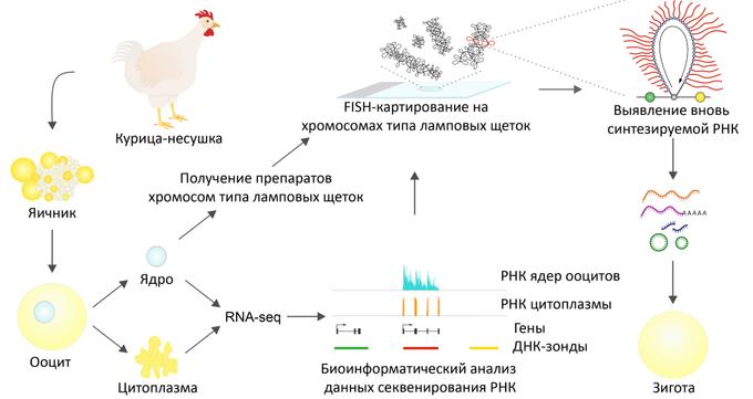 Графическое резюме исследования