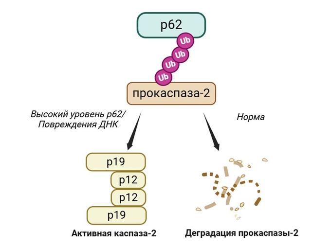 Механизм р62-зависимой регуляции каспазы-2