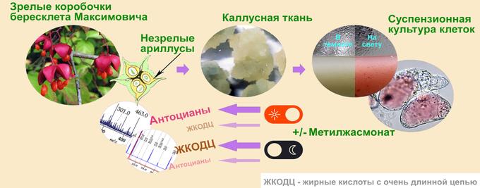 Графическое резюме работы