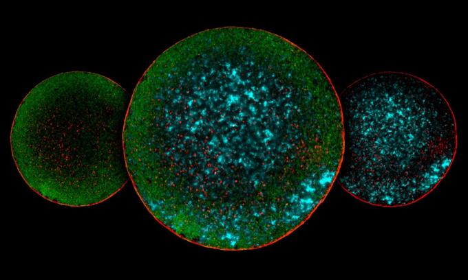 Распределение серотонина (зеленый) и его рецепторов 5-HT1D (красный) и 5-HT2B (циановый) в зрелой яйцеклетке мыши.