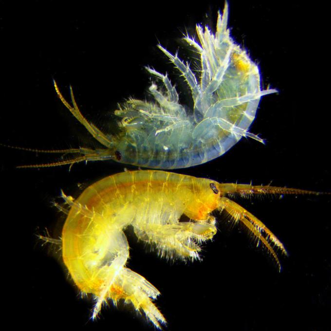 Типичный вид объекта исследования — байкальского рачка Eulimnogammarus cyaneus.