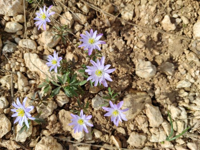 Ветреница нежная (Anemone blanda).