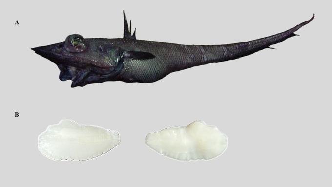 Coelorinchus gilberti и отолиты