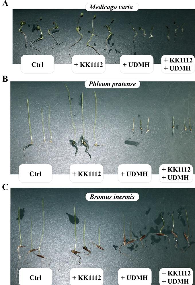 Проростки костреца безостого (Bromus inermis), люцерны гибридной (Medicago varia) и тимофеевки луговой (Phleum pratense) при выращивании с B. Subtilis KK1112 (+KK1112), несимметричным диметилгидразином (+UDMH) и их комбинацией (+UDMH +KK1112).
