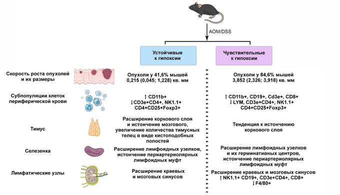 Dzhalilova et al. / PeerJ, 2025.