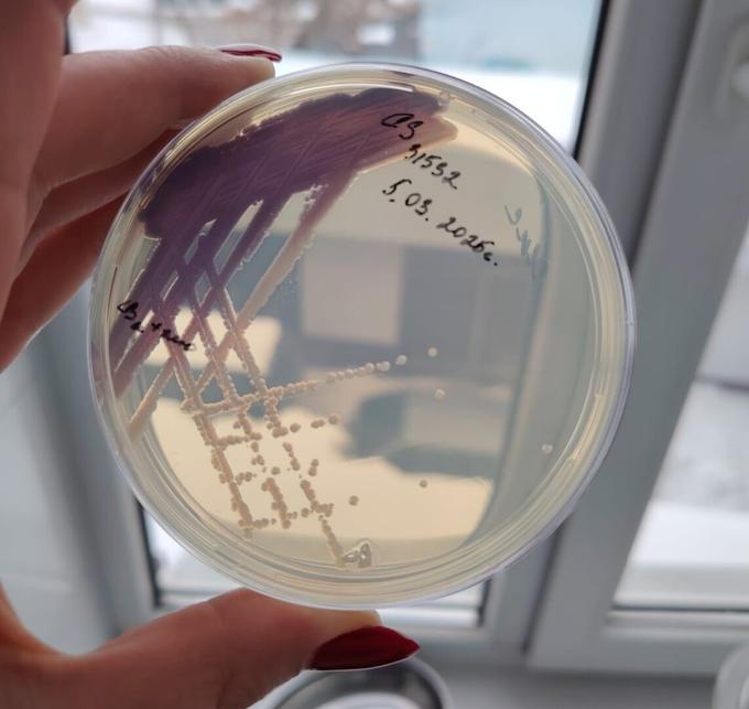 Культура бактерий Chromobacterium subtsugae на чашке Петри