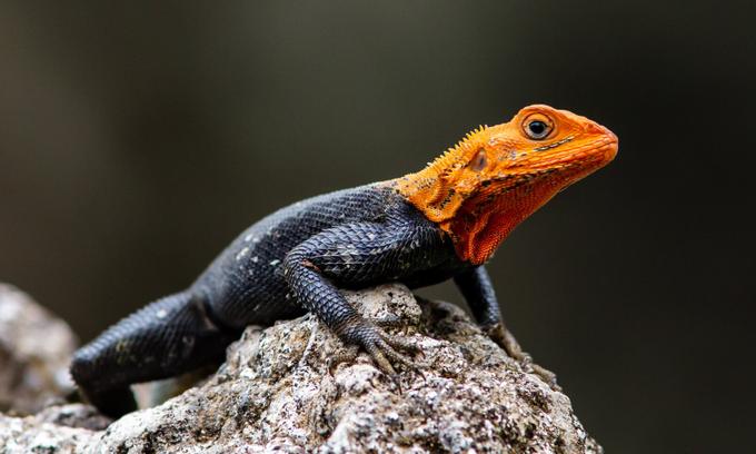 Ящерица Agama agama не прочь пообедать пиццей, но только определенного вида.