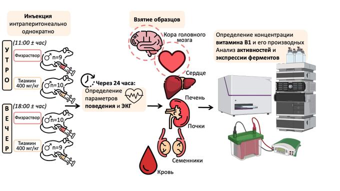 Схема эксперимента по введению тиамина (витамина В1).