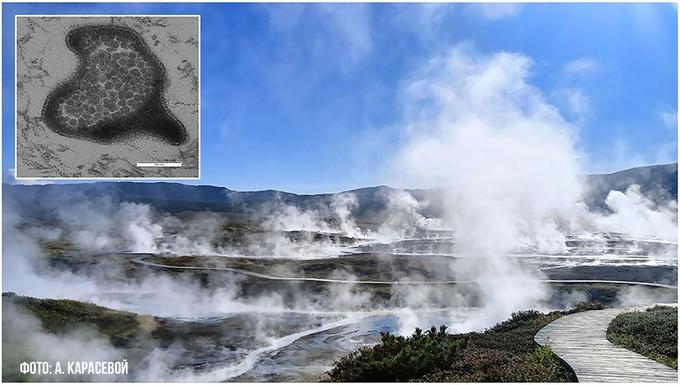 Кальдера Узон (Камчатка) и новый вид археи Tardisphaera saccharovorans, штамм АК-3817.