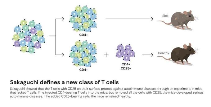 Новый тип Т-клеток, открытый Сакагути