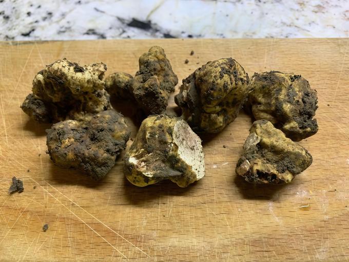 Ученые впервые обнаружили редкий вид белого трюфеля на территории России