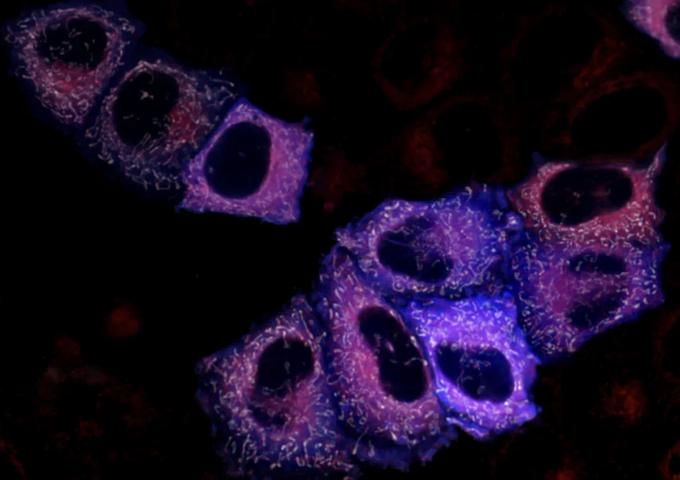 Мультипараметрическая визуализация продукции пероксида водорода в люмене ЭПР клеток HeLa Kyoto хемогенетическим инструментом HyPerRed-DAO-ERlumen (красный) с одновременной детекцией его распространения в митохондрии сенсором mito-HyPerFLEX(3a) (белый), и цитозоль сенсором HyPer7-NES (синий). Псевдоцвета.