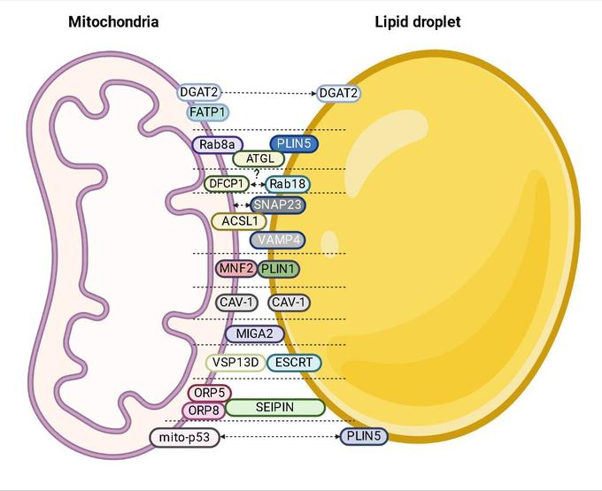 Белки, вовлеченные во взаимодействие митохондрий и липидных капель.