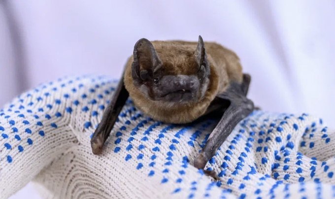 Летучая мышь, микробиом которой анализировали авторы исследования