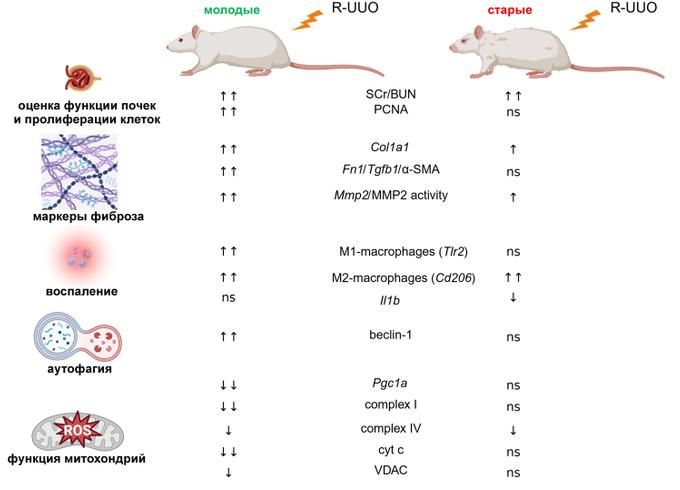 Сравнение толерантности почек к острому почечному повреждению, вызванномму обструктивной нефропатией, у молодых и старых крыс