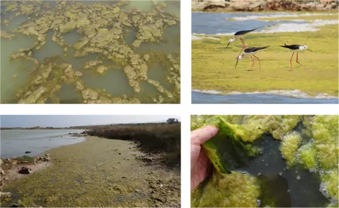 Маты кладофоры