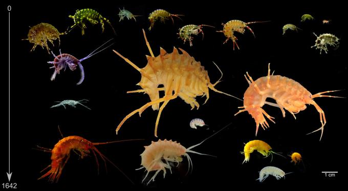 Разнообразие байкальских бокоплавов