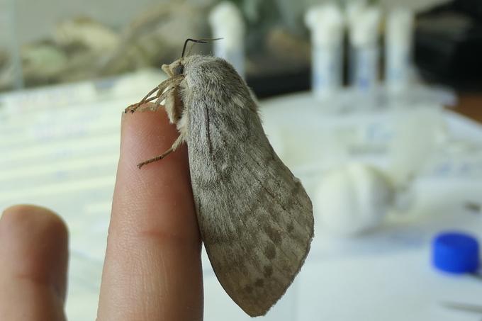 Самка сибирского шелкопряда