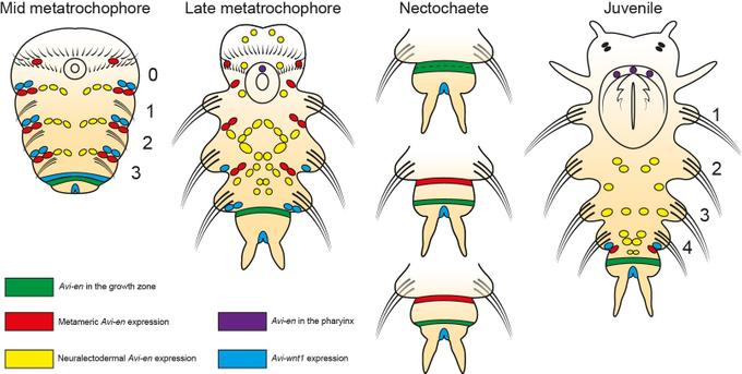 Схемы активности генов engrailed и wnt1 на разных стадиях развития нереиса Alitta virens